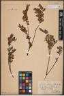 Foto von Salix aurita L. x Salix myrtilloides L.